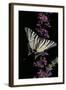 Iphiclides Podalirius (Scarce Swallowtail, Pear-Tree Swallowtail)-Paul Starosta-Framed Photographic Print