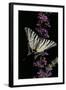 Iphiclides Podalirius (Scarce Swallowtail, Pear-Tree Swallowtail)-Paul Starosta-Framed Photographic Print