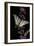 Iphiclides Podalirius (Scarce Swallowtail, Pear-Tree Swallowtail)-Paul Starosta-Framed Photographic Print