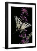 Iphiclides Podalirius (Scarce Swallowtail, Pear-Tree Swallowtail)-Paul Starosta-Framed Photographic Print