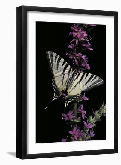 Iphiclides Podalirius (Scarce Swallowtail, Pear-Tree Swallowtail)-Paul Starosta-Framed Photographic Print