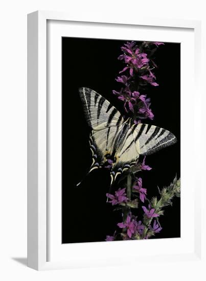 Iphiclides Podalirius (Scarce Swallowtail, Pear-Tree Swallowtail)-Paul Starosta-Framed Photographic Print