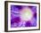 Ipomoea Flower and Water Droplets, Dali, Yunnan, China-Porteous Rod-Framed Photographic Print