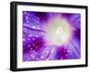 Ipomoea Flower and Water Droplets, Dali, Yunnan, China-Porteous Rod-Framed Photographic Print