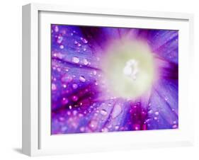 Ipomoea Flower and Water Droplets, Dali, Yunnan, China-Porteous Rod-Framed Photographic Print