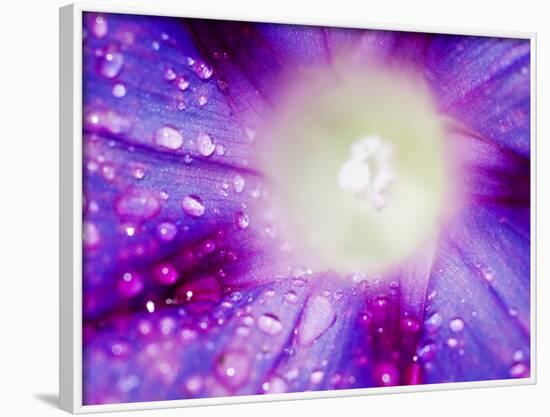 Ipomoea Flower and Water Droplets, Dali, Yunnan, China-Porteous Rod-Framed Photographic Print