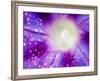 Ipomoea Flower and Water Droplets, Dali, Yunnan, China-Porteous Rod-Framed Photographic Print