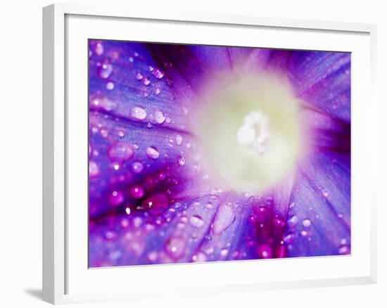 Ipomoea Flower and Water Droplets, Dali, Yunnan, China-Porteous Rod-Framed Photographic Print