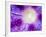 Ipomoea Flower and Water Droplets, Dali, Yunnan, China-Porteous Rod-Framed Photographic Print