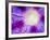 Ipomoea Flower and Water Droplets, Dali, Yunnan, China-Porteous Rod-Framed Photographic Print