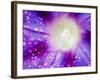 Ipomoea Flower and Water Droplets, Dali, Yunnan, China-Porteous Rod-Framed Photographic Print