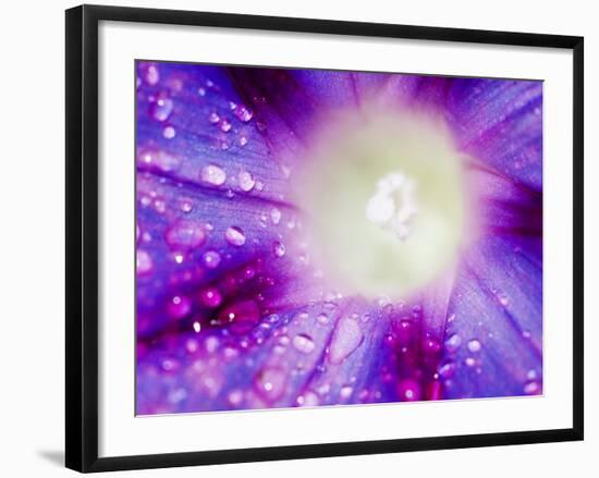 Ipomoea Flower and Water Droplets, Dali, Yunnan, China-Porteous Rod-Framed Photographic Print