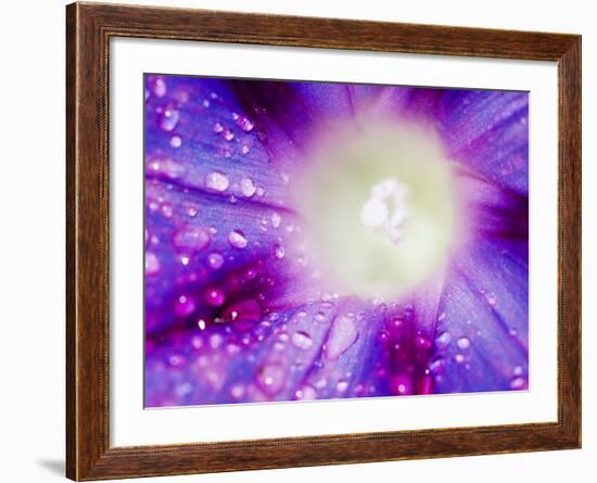 Ipomoea Flower and Water Droplets, Dali, Yunnan, China-Porteous Rod-Framed Photographic Print