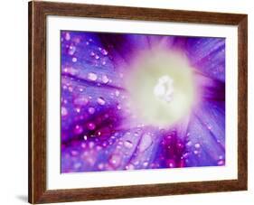 Ipomoea Flower and Water Droplets, Dali, Yunnan, China-Porteous Rod-Framed Photographic Print