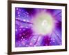 Ipomoea Flower and Water Droplets, Dali, Yunnan, China-Porteous Rod-Framed Photographic Print