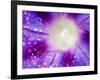 Ipomoea Flower and Water Droplets, Dali, Yunnan, China-Porteous Rod-Framed Photographic Print