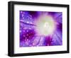 Ipomoea Flower and Water Droplets, Dali, Yunnan, China-Porteous Rod-Framed Photographic Print