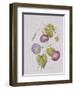 Ipomoea Violacea (Morning Glory)-Pierre-Joseph Redouté-Framed Giclee Print