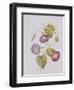 Ipomoea Violacea (Morning Glory)-Pierre-Joseph Redouté-Framed Giclee Print