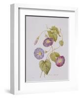 Ipomoea Violacea (Morning Glory)-Pierre-Joseph Redouté-Framed Giclee Print