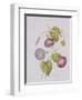 Ipomoea Violacea (Morning Glory)-Pierre-Joseph Redouté-Framed Giclee Print