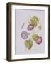 Ipomoea Violacea (Morning Glory)-Pierre-Joseph Redouté-Framed Giclee Print