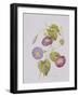 Ipomoea Violacea (Morning Glory)-Pierre-Joseph Redouté-Framed Giclee Print