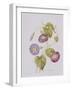 Ipomoea Violacea (Morning Glory)-Pierre-Joseph Redouté-Framed Giclee Print