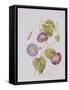 Ipomoea Violacea (Morning Glory)-Pierre-Joseph Redouté-Framed Stretched Canvas