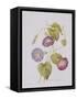 Ipomoea Violacea (Morning Glory)-Pierre-Joseph Redouté-Framed Stretched Canvas