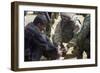 Iraqi Detainee Receives a Bandage While under Interrogation, March 24, 2003-null-Framed Photo