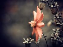 Fall Season Red Flower Closeup-iraua-Photographic Print
