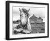 Ireland Black and White-Arabella Studios-Framed Giclee Print