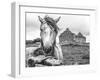 Ireland Black and White-Arabella Studios-Framed Giclee Print