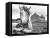 Ireland Black and White-Arabella Studios-Framed Stretched Canvas