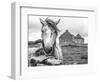 Ireland Black and White-Arabella Studios-Framed Premium Giclee Print