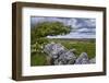 Ireland, Clare, Burren, Blooming Hawthorn in Burren Karst, Stone Wall-K. Schlierbach-Framed Photographic Print