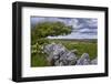 Ireland, Clare, Burren, Blooming Hawthorn in Burren Karst, Stone Wall-K. Schlierbach-Framed Photographic Print