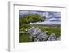 Ireland, Clare, Burren, Blooming Hawthorn in Burren Karst, Stone Wall-K. Schlierbach-Framed Photographic Print