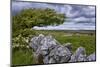 Ireland, Clare, Burren, Blooming Hawthorn in Burren Karst, Stone Wall-K. Schlierbach-Mounted Photographic Print