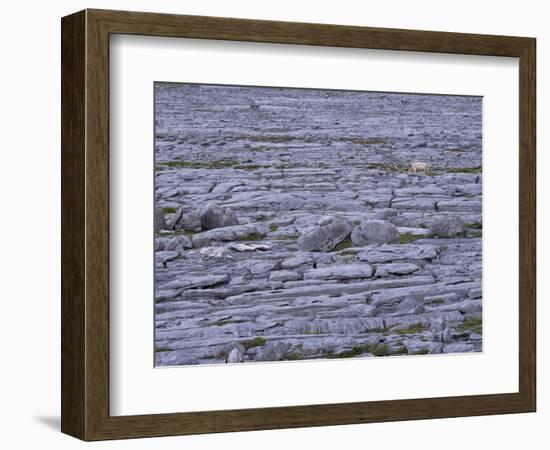 Ireland, Clare, Burren, Grazing Cow in the Burren Karst-K. Schlierbach-Framed Photographic Print