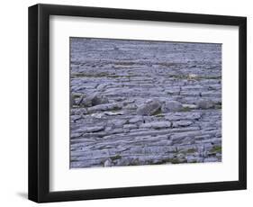 Ireland, Clare, Burren, Grazing Cow in the Burren Karst-K. Schlierbach-Framed Photographic Print