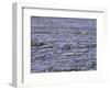 Ireland, Clare, Burren, Grazing Cow in the Burren Karst-K. Schlierbach-Framed Photographic Print