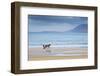 Ireland, Co.Donegal, Fanad, Ballymastoker bay, Man sitting on horse drawn sulky on beach-Shaun Egan-Framed Photographic Print