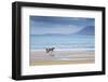 Ireland, Co.Donegal, Fanad, Ballymastoker bay, Man sitting on horse drawn sulky on beach-Shaun Egan-Framed Photographic Print