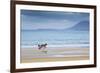 Ireland, Co.Donegal, Fanad, Ballymastoker bay, Man sitting on horse drawn sulky on beach-Shaun Egan-Framed Photographic Print