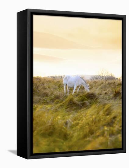 Ireland, Co.Donegal, Fanad, Horse in field-Shaun Egan-Framed Stretched Canvas