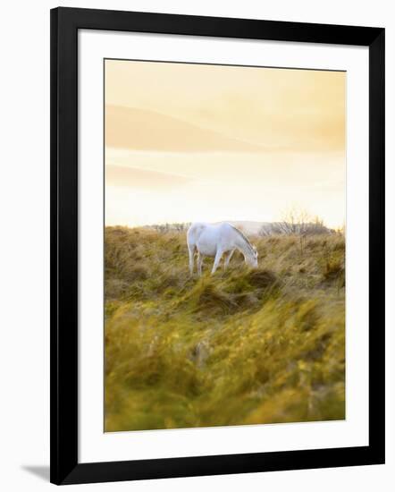 Ireland, Co.Donegal, Fanad, Horse in field-Shaun Egan-Framed Photographic Print