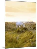 Ireland, Co.Donegal, Fanad, Horse in field-Shaun Egan-Mounted Photographic Print