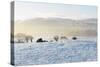 Ireland, Co.Donegal, Milford, snow covered landscape-Shaun Egan-Stretched Canvas